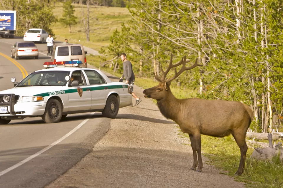 Wildlife